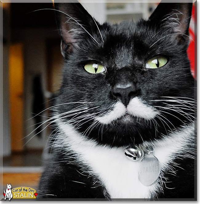 Stalin, the Cat of the Day