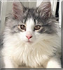 Pearl the Norwegian Forest cat
