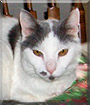 Patches the Domestic Shorthair