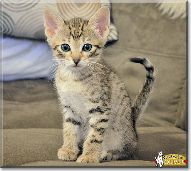 Oliver the Savannah, the Cat of the Day
