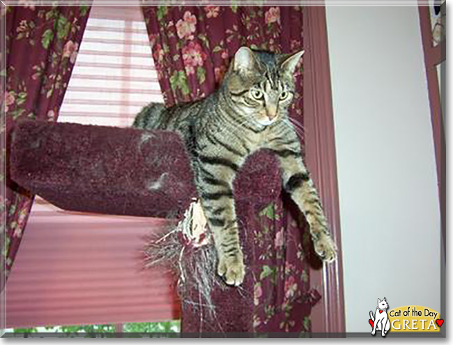 See Greta the DSH Brown Tabby,  the Cat of the Day