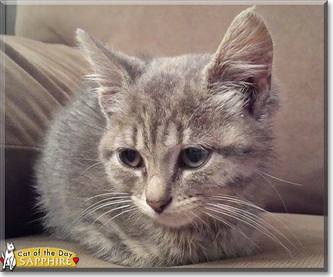 Sapphire the Grey Tabby, the Cat of the Day
