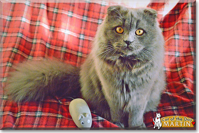 Martin the Highland Fold Cat, the Cat of the Day