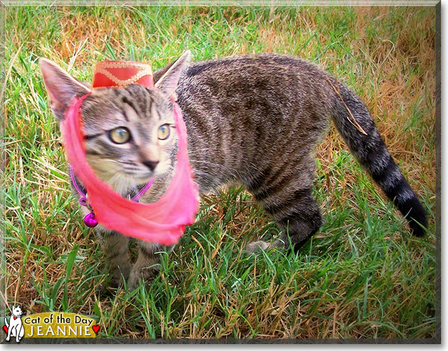 Jeannie the Brown Tabby, the Cat of the Day