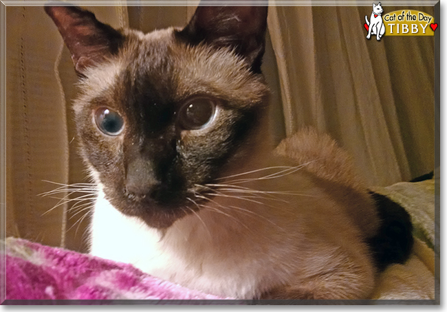 Tibby the Siamese, the Cat of the Day