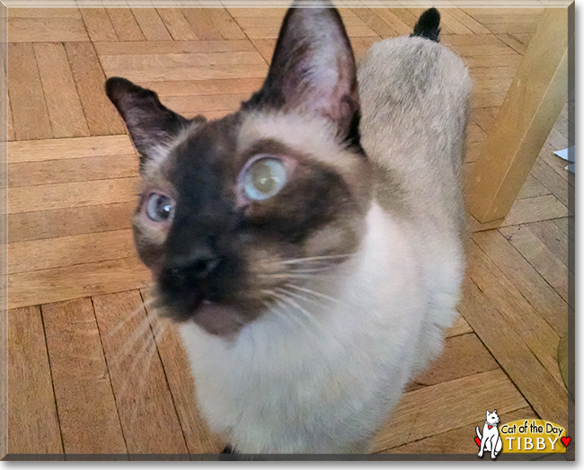Tibby the Siamese, the Cat of the Day
