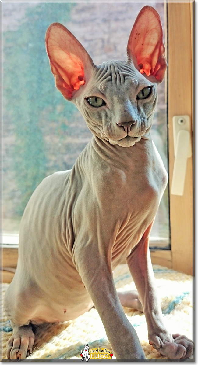 Hugo the Sphynx, the Cat of the Day