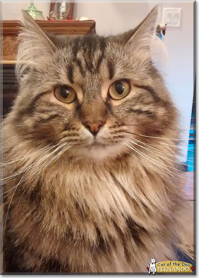  Fernando the Maine Coon mix, the Cat of the Day