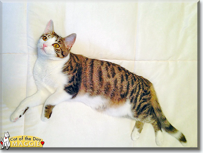  Maggie the Tabby, the Cat of the Day