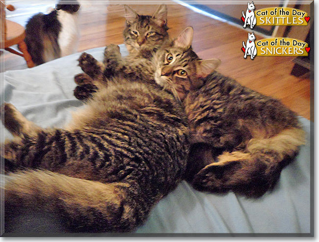  Skittles and Snickers the Maine Coon mixes, the Cat of the Day