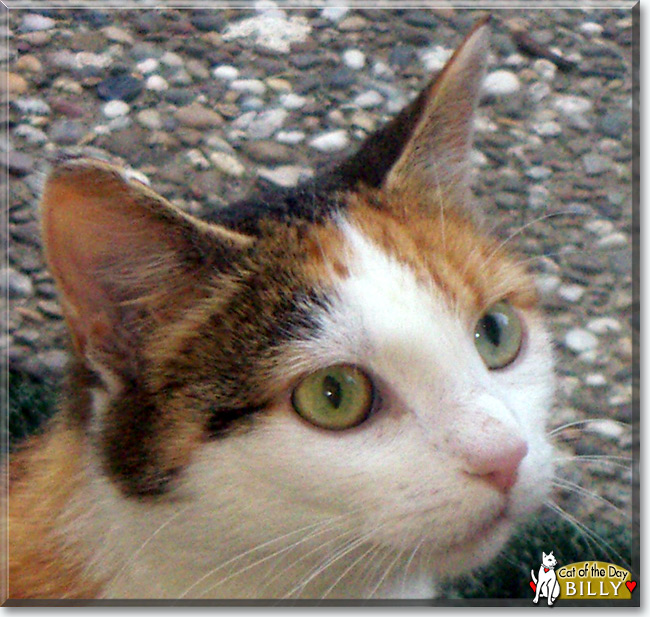 Billy the Calico Cat, the Cat of the Day