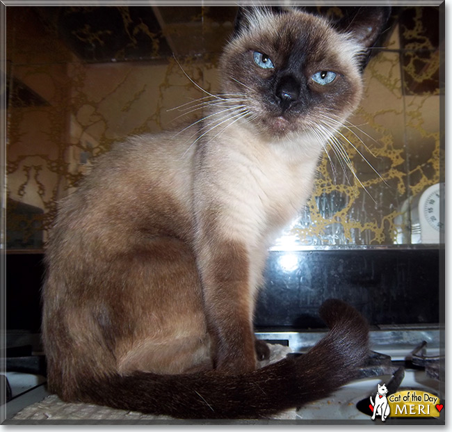 Meri the Siamese Cat, the Cat of the Day