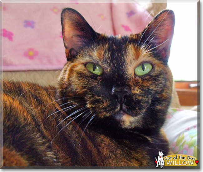 Willow the Tortoiseshell Calico, the Cat of the Day