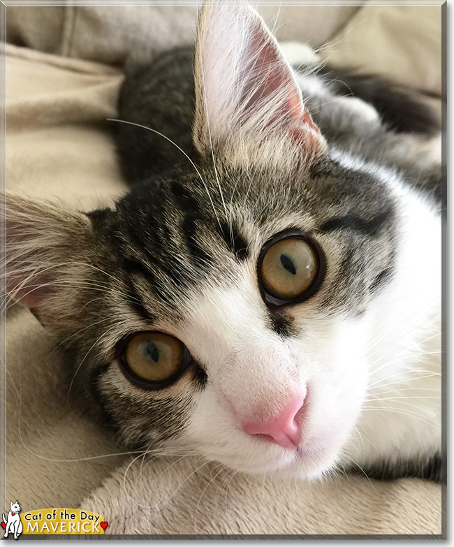 Maverick the Tabby/Norwegian Forest Cat Mix, the Cat of the Day