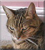 Twiglet the Bengal, Tabby