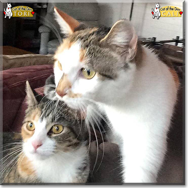 Cali and Tori, the Cat of the Day