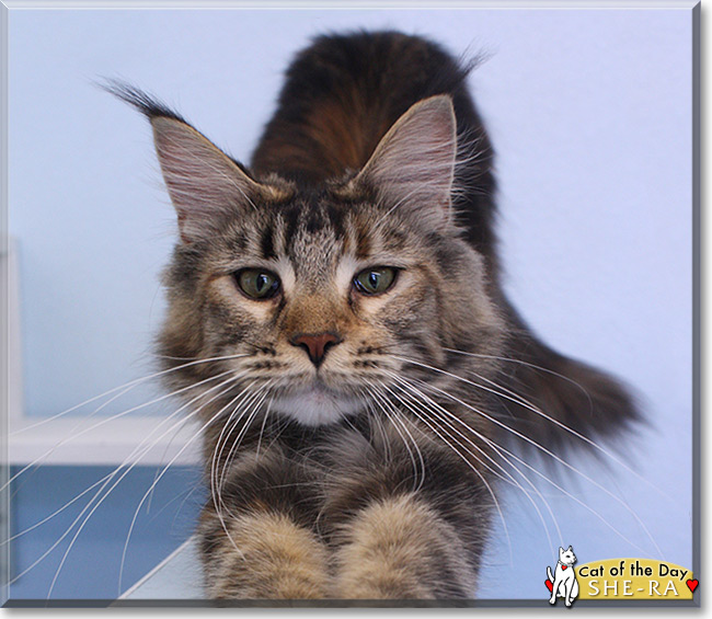 She-Ra the Maine Coon Cat, the Cat of the Day