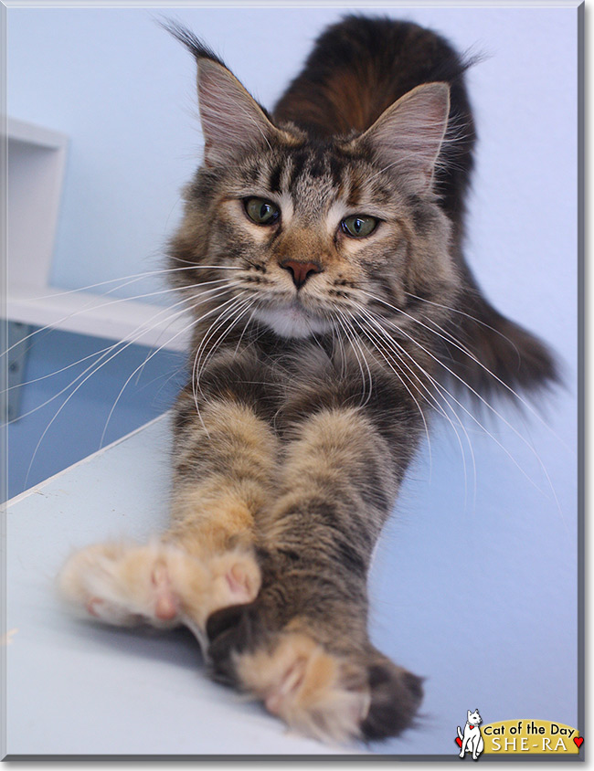 She-Ra the Maine Coon Cat, the Cat of the Day