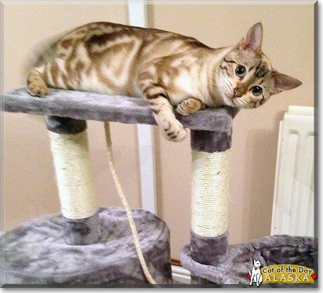 Alaska the Snow Marble Bengal, the Cat of the Day