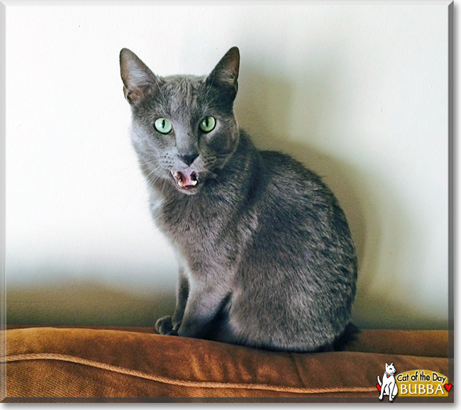 Bubba the Russian Blue, the Cat of the Day