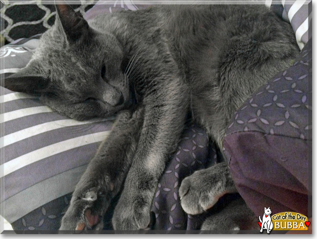  Bubba the Russian Blue, the Cat of the Day