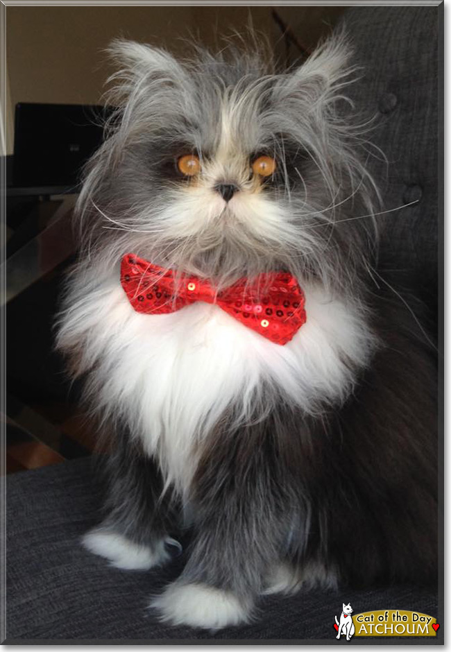 Atchoum the Persian, the Cat of the Day
