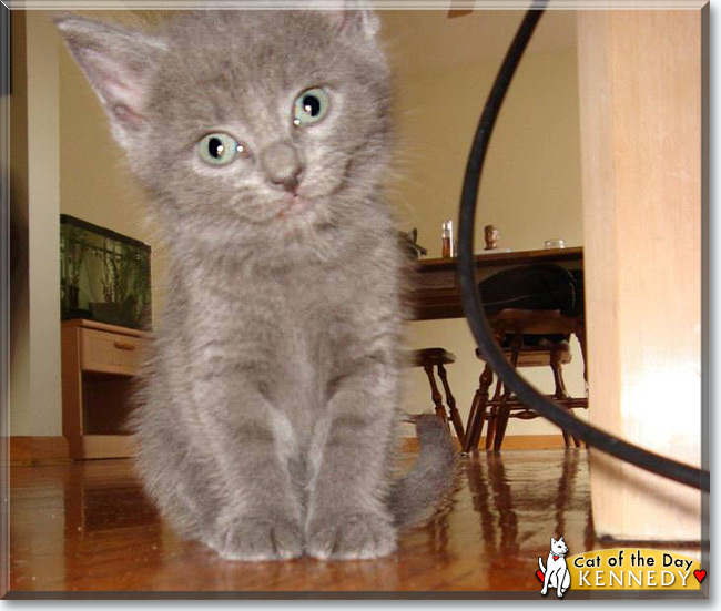  Kennedy the Russian Blue, the Cat of the Day