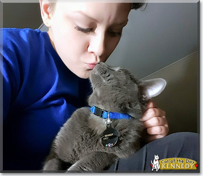  Kennedy the Russian Blue, the Cat of the Day