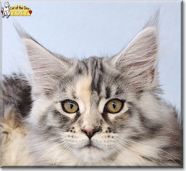 Zoey the Maine Coon, the Cat of the Day