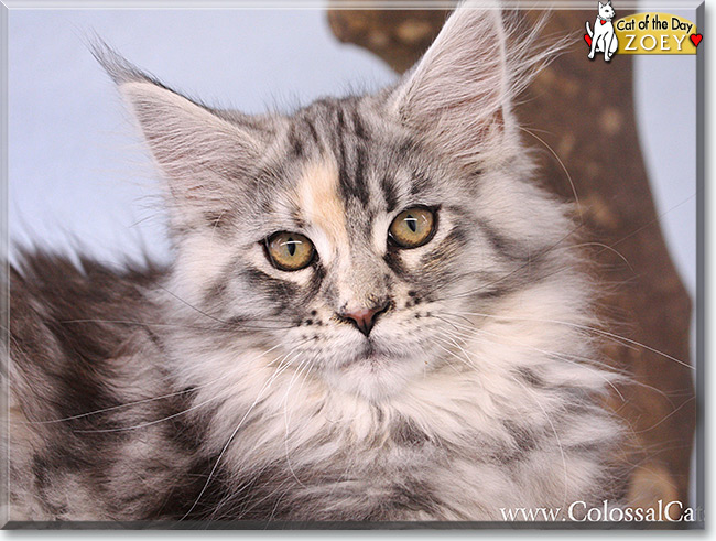  Zoey the Maine Coon, the Cat of the Day