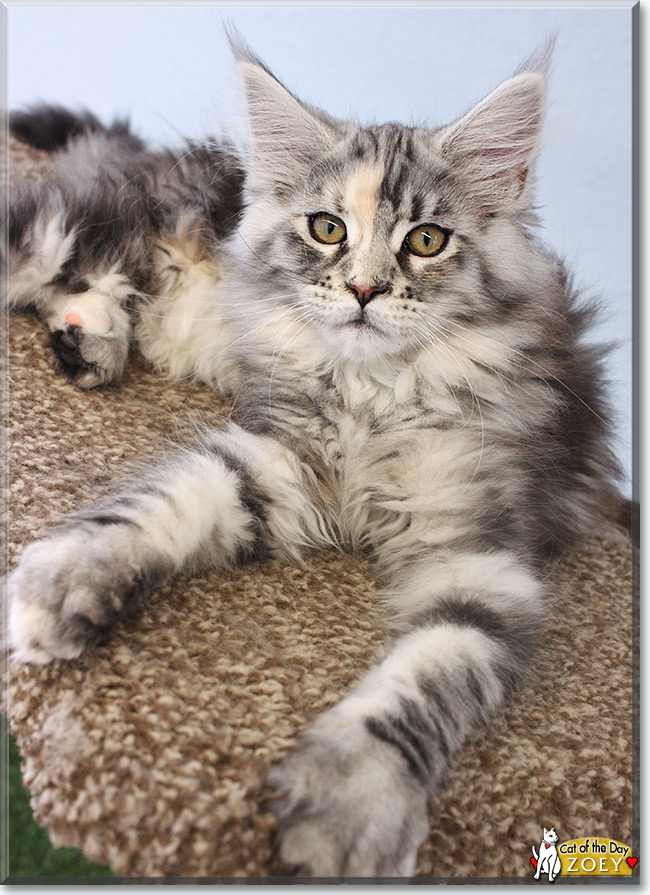  Zoey the Maine Coon, the Cat of the Day
