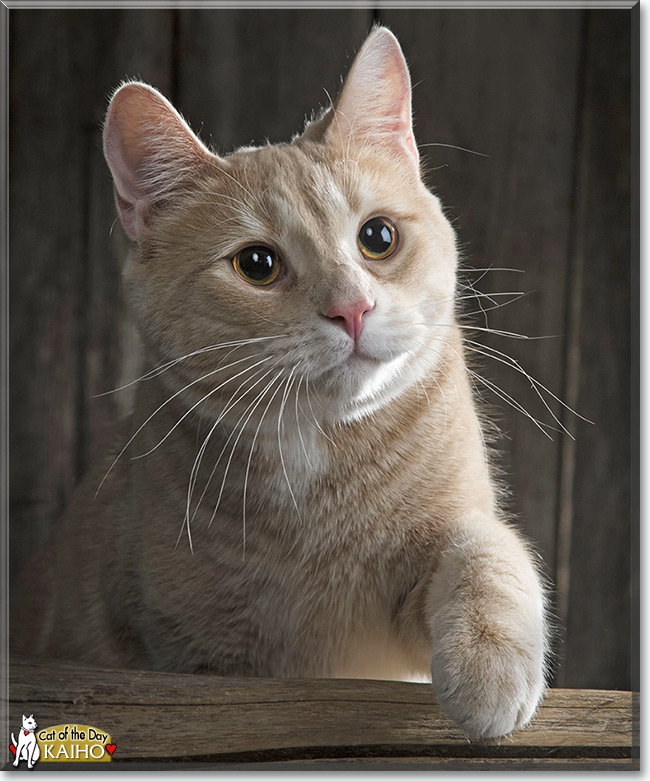 Kaiho the Orange Tabby, the Cat of the Day