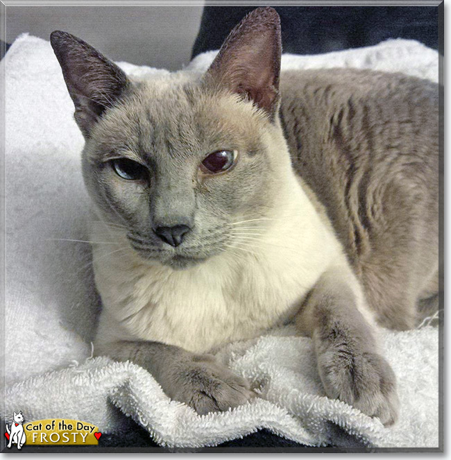 Frosty the Lilac Point Siamese, the Cat of the Day