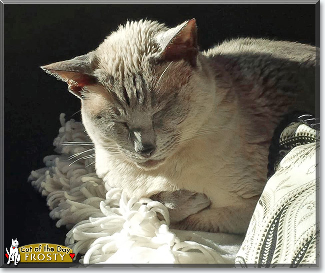 Frosty the Lilac Point Siamese,