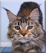 She-Ra, the Maine Coon Cat
