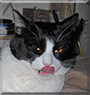 Pemon the Tuxedo Cat