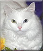 Jasmine the Longhair cat