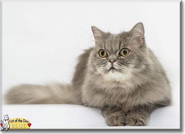 Blue the Persian the Cat of the Day