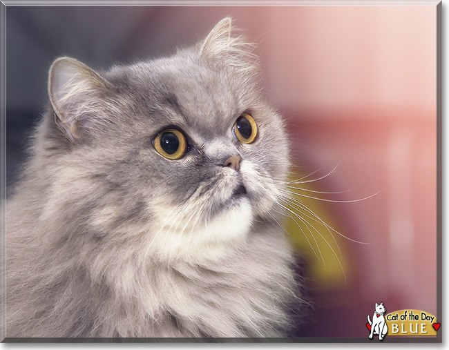Blue the Persian, Cat of the Day