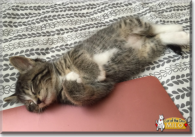 Milo the Tabby, the Cat of the Day