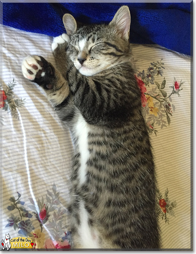 Milo the Tabby, the Cat of the Day