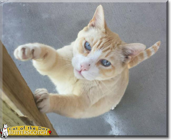 Butterscotch the Tabby mix Cat of the Day