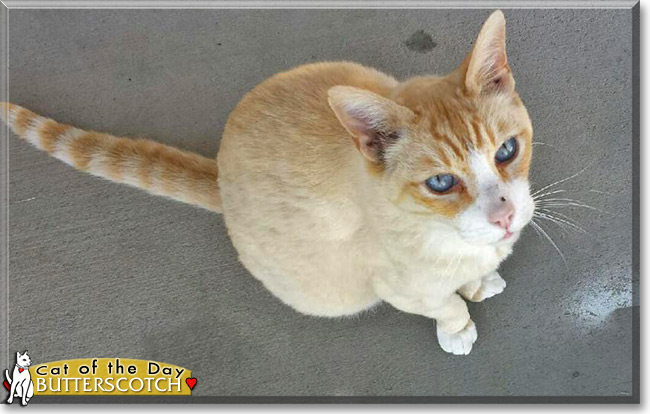 Butterscotch the Tabby, the Cat of the Day
