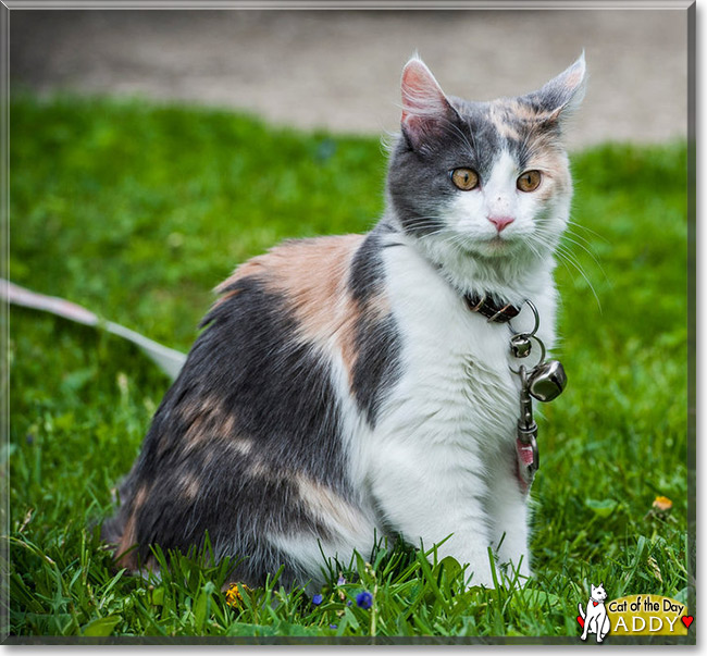Addy the Tortoiseshell mix Cat of the Day