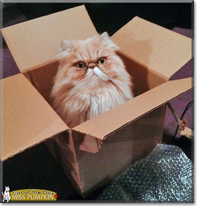 Miss Pumpkin the Persian Cat of the Day