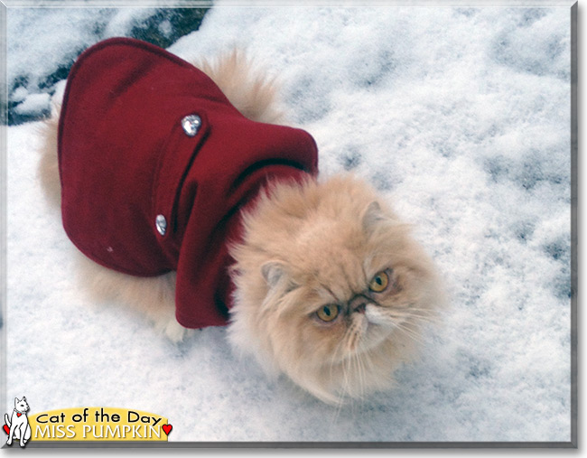 Miss Pumpkin the Persian, the Cat of the Day