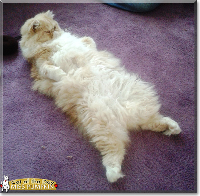 Miss Pumpkin the Persian, the Cat of the Day
