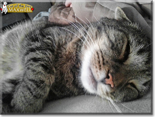 Maxwell the Tabby Mix, the Cat of the Day