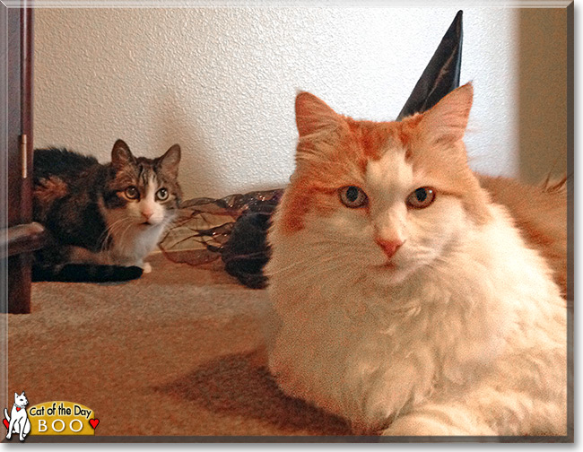 Boo the Maine Coon mix, the Cat of the Day