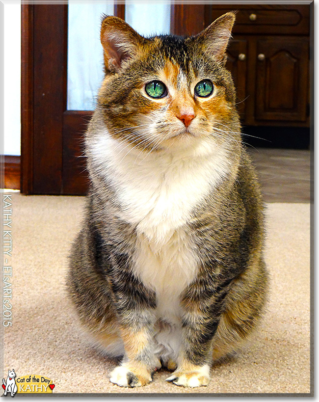 Kathy the Calico, the Cat of the Day